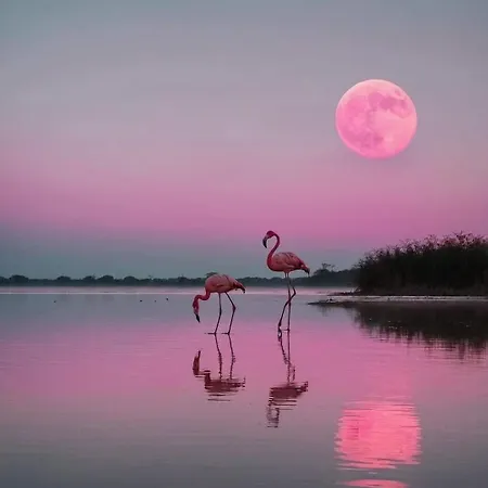 Maison L'olivier カルヴィッソン